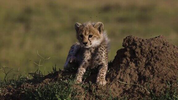 非洲大草原上可爱的小猎豹崽站在白蚁丘上呼唤妈妈