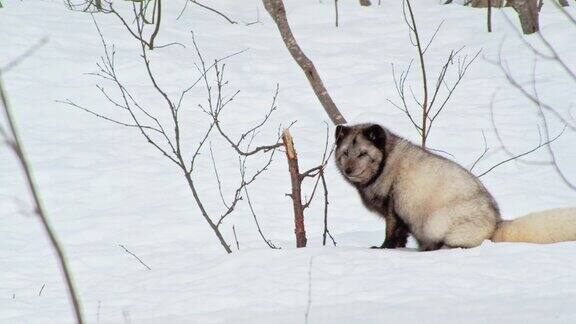 一只北极狐(Vulpeslagopus)坐在挪威的大雪中四处张望