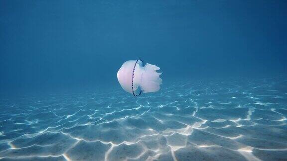 海蜇的肺在深海中游动