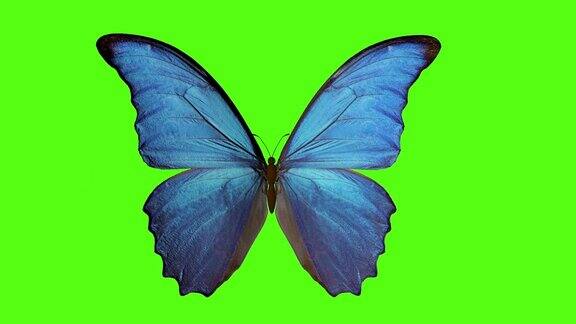 蝴蝶扇动翅膀绿色背景上的蝴蝶三维渲染