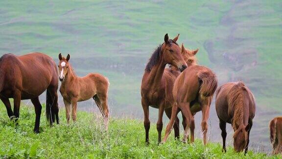 一小群野马在山区草地上吃草牧场上的小马驹和成年马