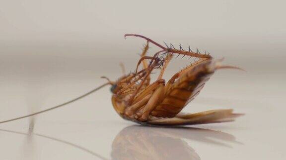 蟑螂死前会接触杀虫剂
