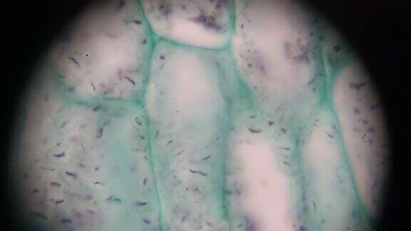 光镜下的蕨茎l.s.