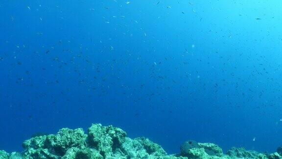 鱼群成群地在礁石上游动一起形成了地中海碧海碧水的海洋风光行为