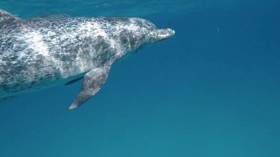海豚在水下游泳