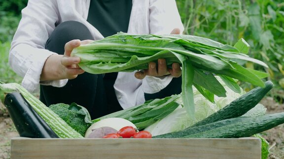 农夫在田里种植新鲜蔬菜