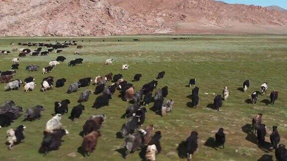 牦牛(牛)蒙古草原上的一群牦牛
