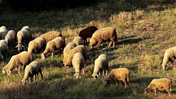 一群羊在山野上吃草旭日光照
