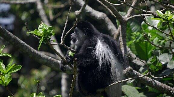 黑白疣猴在阿鲁沙国家公园吃树叶