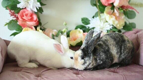 春天两只兔子在室内并排吃东西