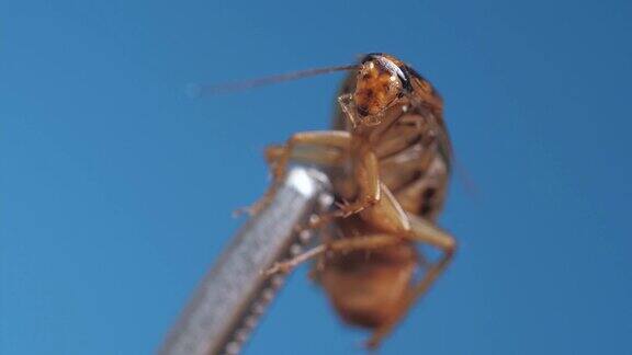 用金属仪器在蓝色背景下抓取棕色蟑螂显微镜下的宏观镜头