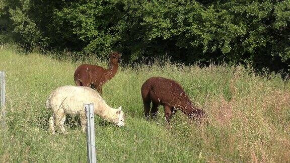 羊驼们一起站在草地上吃草