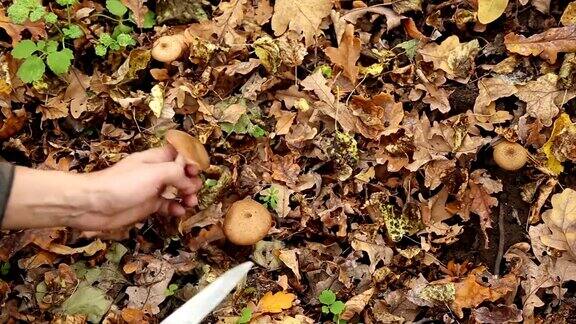 一个人在森林里采蘑菇
