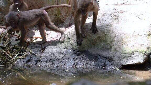 狒狒猴子喝水互相玩耍