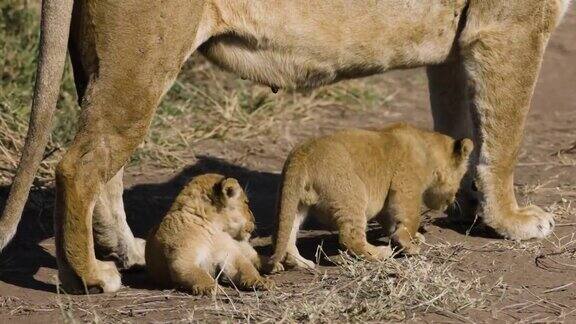 在非洲大草原上母狮和两只非常可爱的幼崽在她的脚边