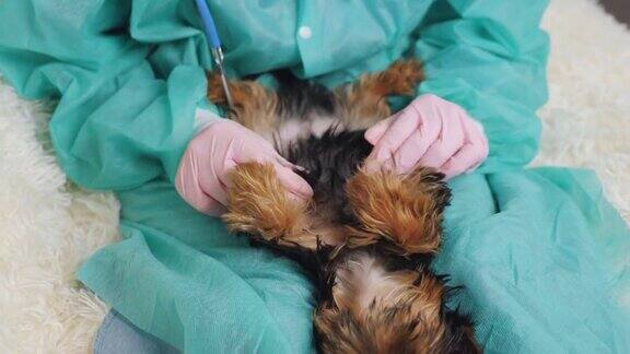 幼犬受伤后兽医摸摸它的腹部在兽医诊所对狗的健康进行例行检查