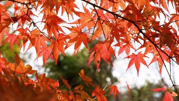 树与红色的秋叶4K平移视频