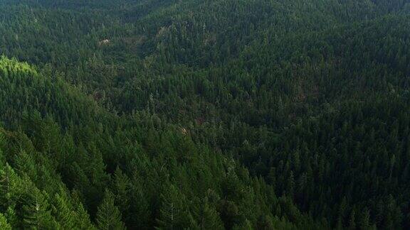 向上倾斜的无人机拍摄的森林附近的布拉格堡加利福尼亚州