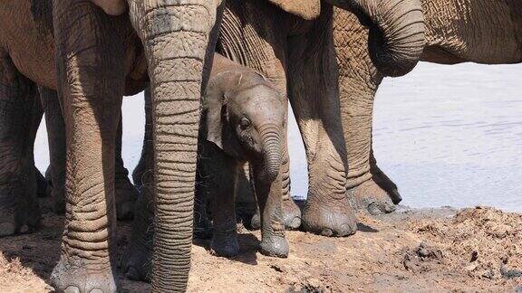 可爱的非洲象宝宝(Loxodontaafricana)阿多大象国家公园南非