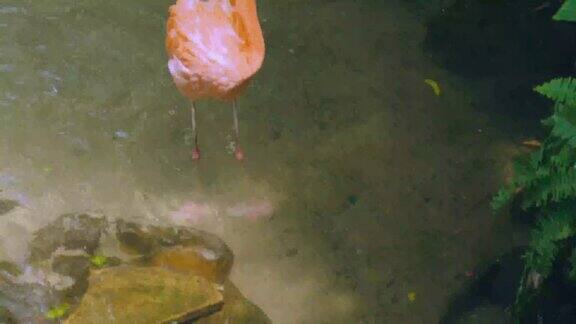 美丽的粉红色火烈鸟站在水里美丽的背景