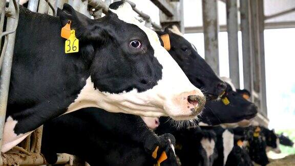 在农场的围栏里漂亮的奶牛都有黑白的颜色吃着草和干草特写的口吻概念生态生物产品农业牛奶生产家畜爱动物