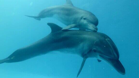 海豚妈妈和海豚宝宝漂向相机宽吻海豚在海豚馆游泳的特写水下拍摄乌克兰敖德萨市“尼莫”海豚馆