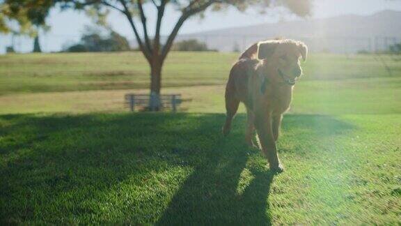 最可爱的金毛猎犬喜欢探索狗公园