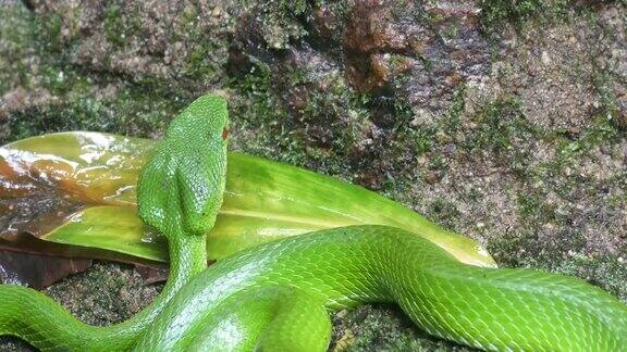 活着的绿色蝮蛇躺在岩石地板上
