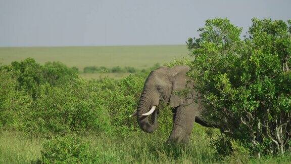 大象在灌木丛中行走
