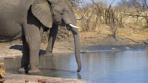 两头非洲象在非洲狩猎活动中饮水