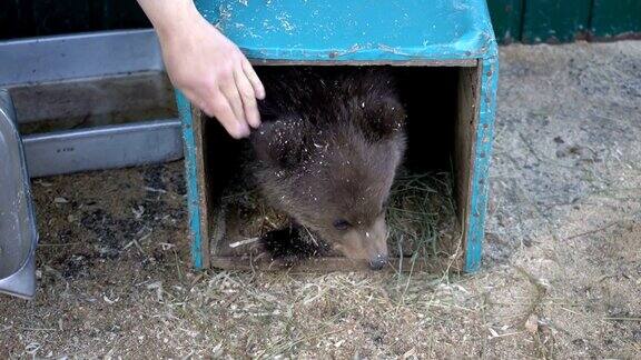 一名妇女的手逗弄着堪察加半岛动物园里的棕熊幼崽