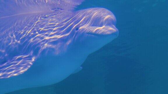 白鲸水下