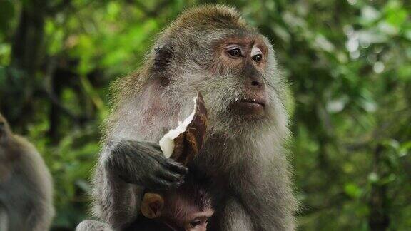 猴子和他的幼崽绿猕猴在他的怀里喂他的幼崽特写镜头一只猴子沉浸在周围大自然的绿色中