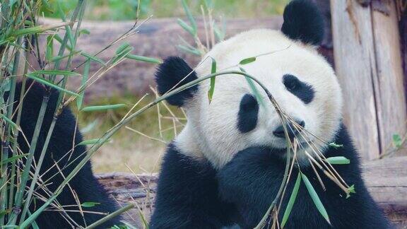 大熊猫吃竹叶中国