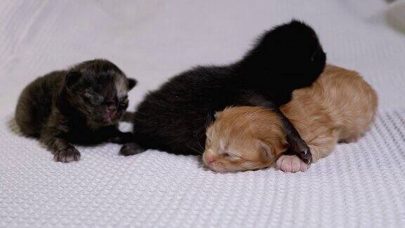 三只初生的盲小黑猫和红猫在白色的背景上爬行