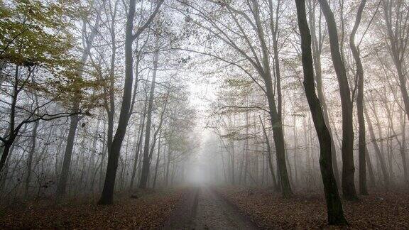 8K拍摄的一个步道通过雾蒙蒙的森林