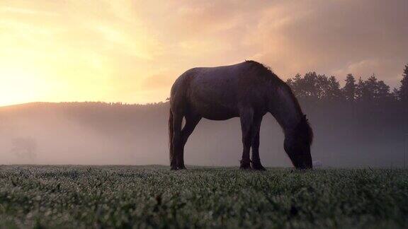 春天日出时马在牧场上吃草