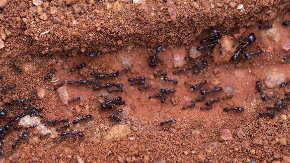 蚂蚁肯尼亚马赛马拉公园实时4K