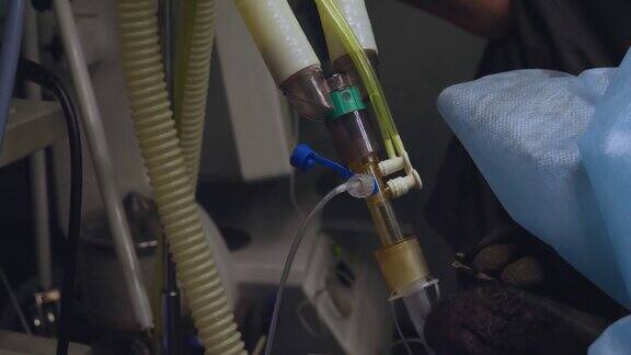 从蓝色的手术野下可以看到一只黑狗的口鼻它正躺在气体麻醉下从狗的嘴里可以看到连接麻醉机的气管插管