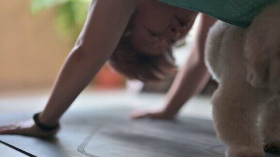 亚洲华人中年女性练习瑜伽锻炼在家里客厅而她的玩具贵宾犬打扰她寻求注意力分散