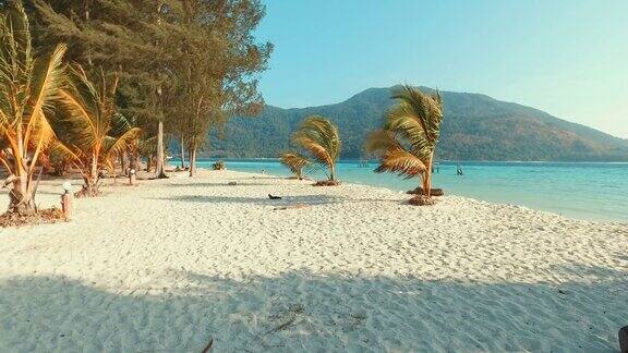 有椰子树的夏日海滩