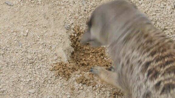 猫鼬在沙子里挖洞的特写