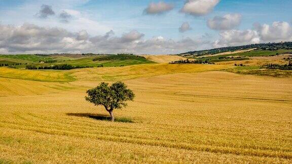 托斯卡纳阳光明媚的金色乡村麦田里时光流逝的树