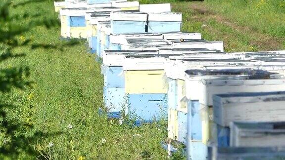 罗伊在养蜂场的蜂箱附近林中空地上的养蜂场生产蜂蜜