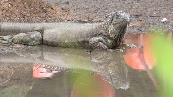 新加坡绿色鬣蜥在池塘附近寻找食物