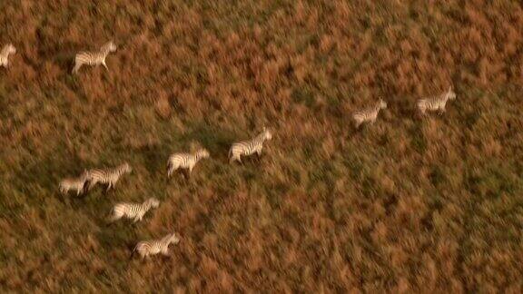 近距离观察:在金色的夕阳下野生斑马在草原上排成一行奔驰