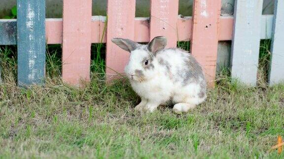 可爱的兔子在绿色的草地上概念兔子和复活节