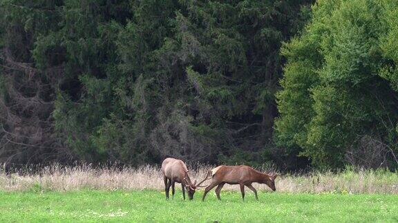 两只麋鹿在牧场上吃草背景是松树林