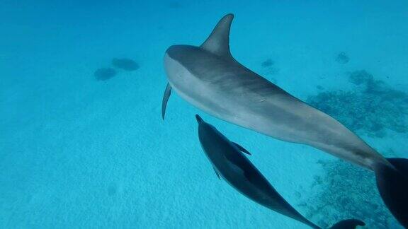 妈妈把在蓝色的水中游泳的小海豚遮住了慢动作特写俯视图水下拍摄飞旋海豚(Stenellalongirostris)在红海萨塔亚礁(海豚屋)马萨阿拉姆埃及非洲