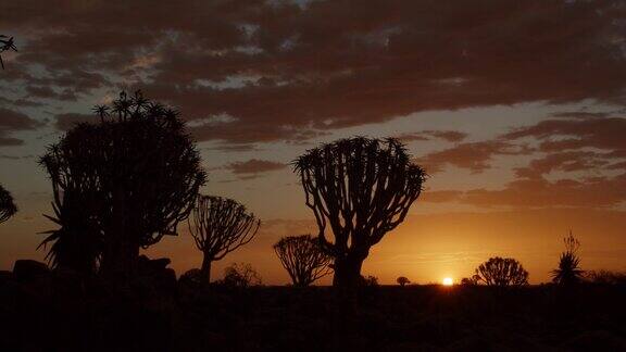 纳米比亚的箭袋树森林绚丽多彩的日落和美丽的天空4k